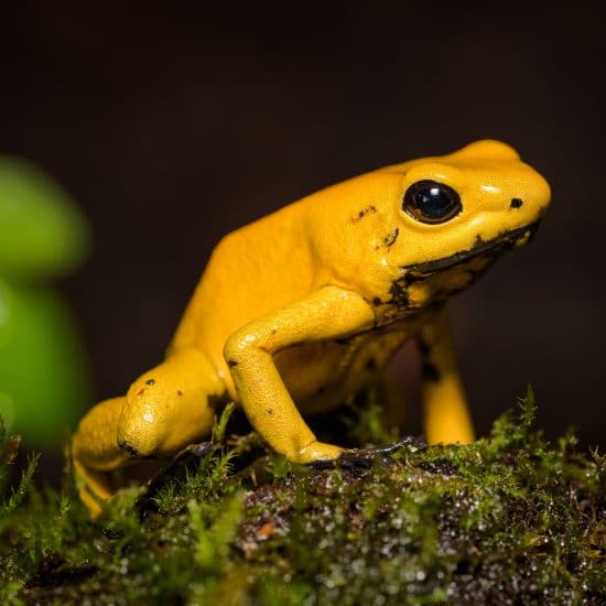 Colombia y los animales exóticos