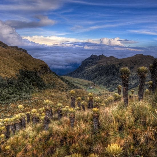 Los Majestuosos Páramos de Colombia