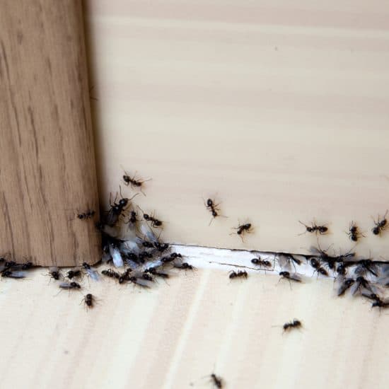 remedios-naturales-contra-las-hormigas