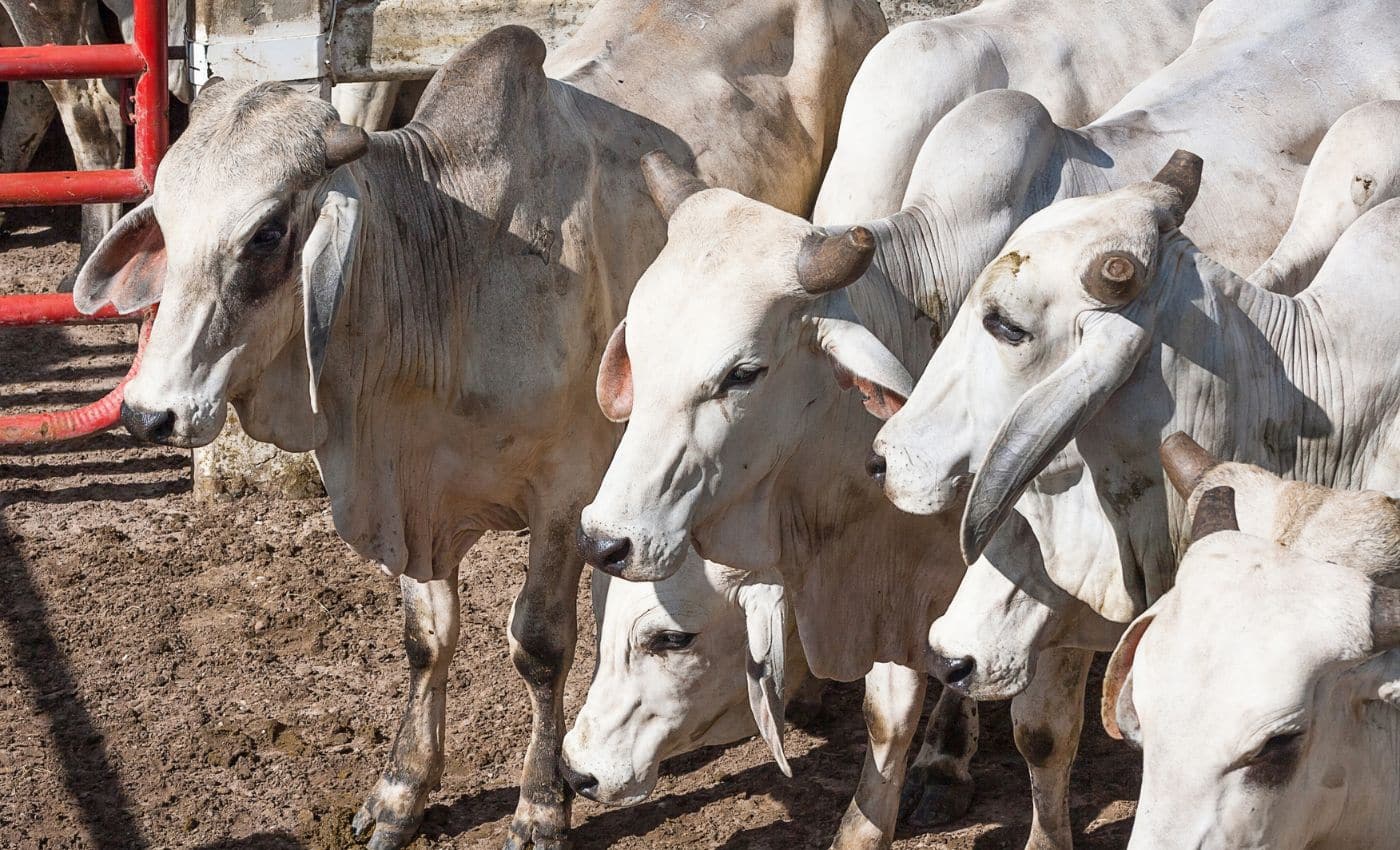 El llano es tierra de ganadería