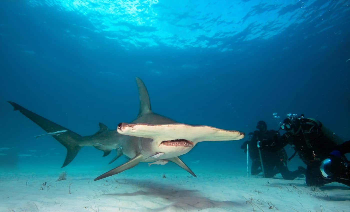 Observación de Tiburones Martillo en Santuario de flora y fauna Malpelo