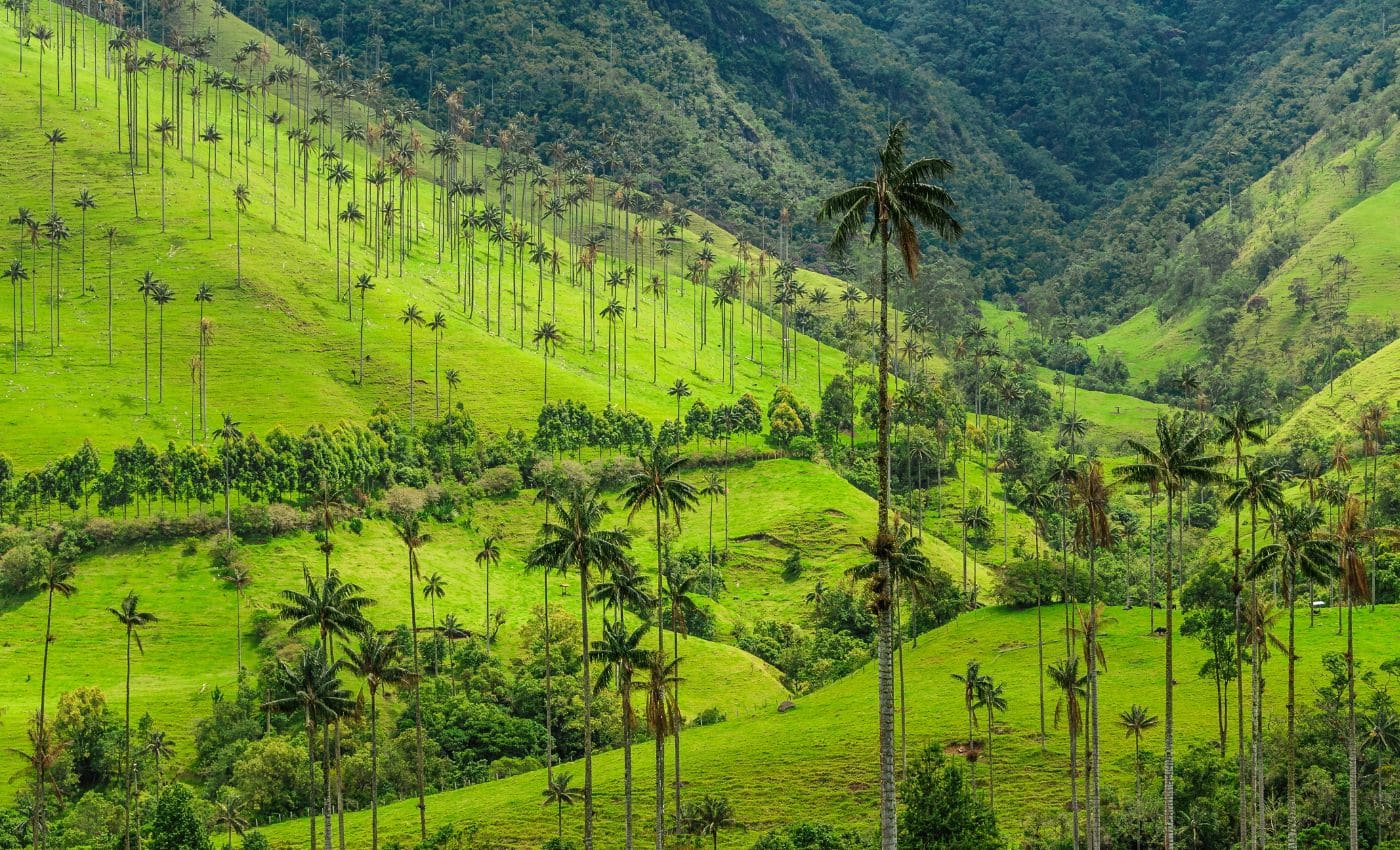 Valle del Cocora en el Eje Cafetero, Colombia