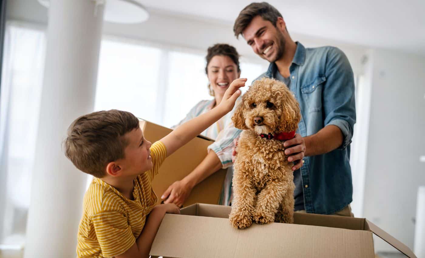 Derechos y deberes con tu mascota 