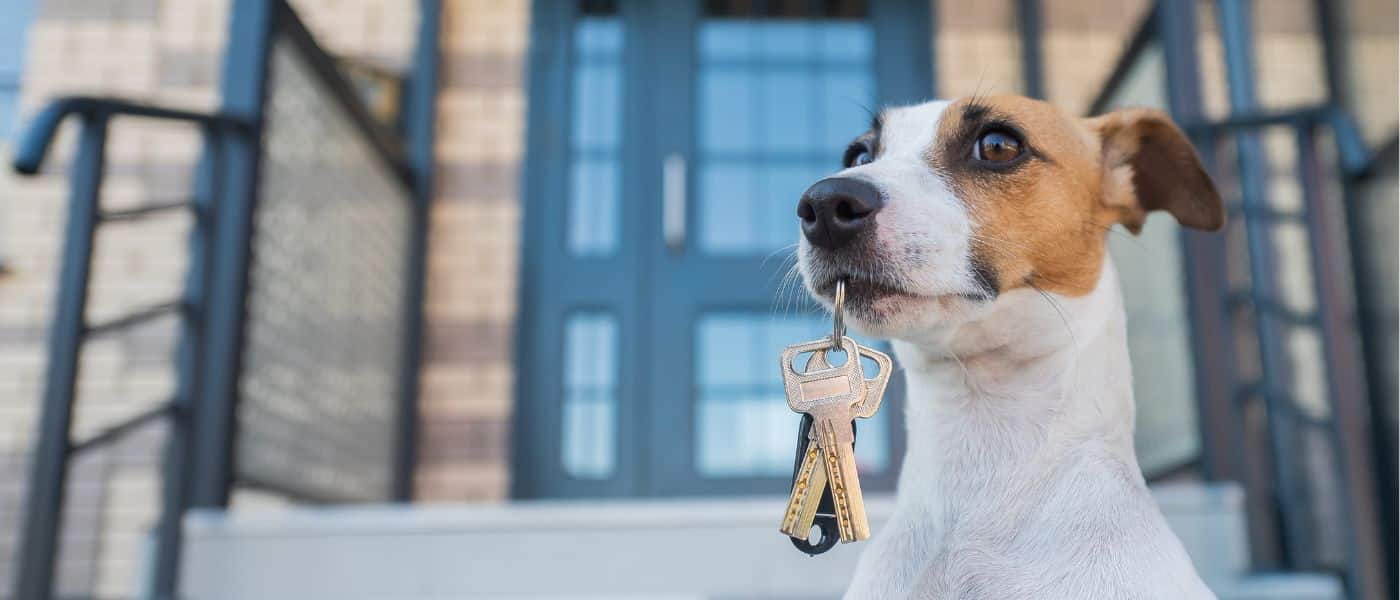 ¡Vivienda ideal para ti y tu mascota!