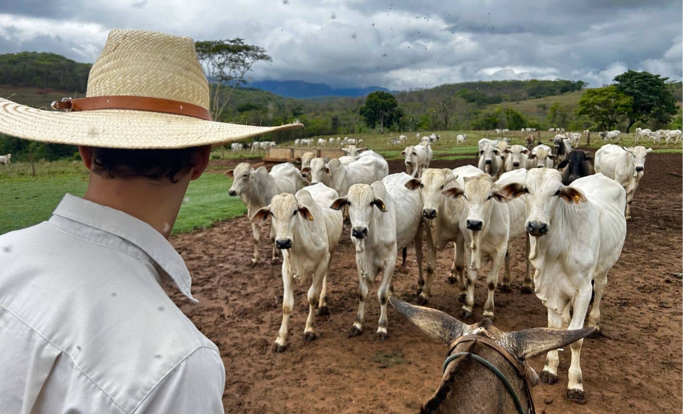 Ganadería en Villavicencio