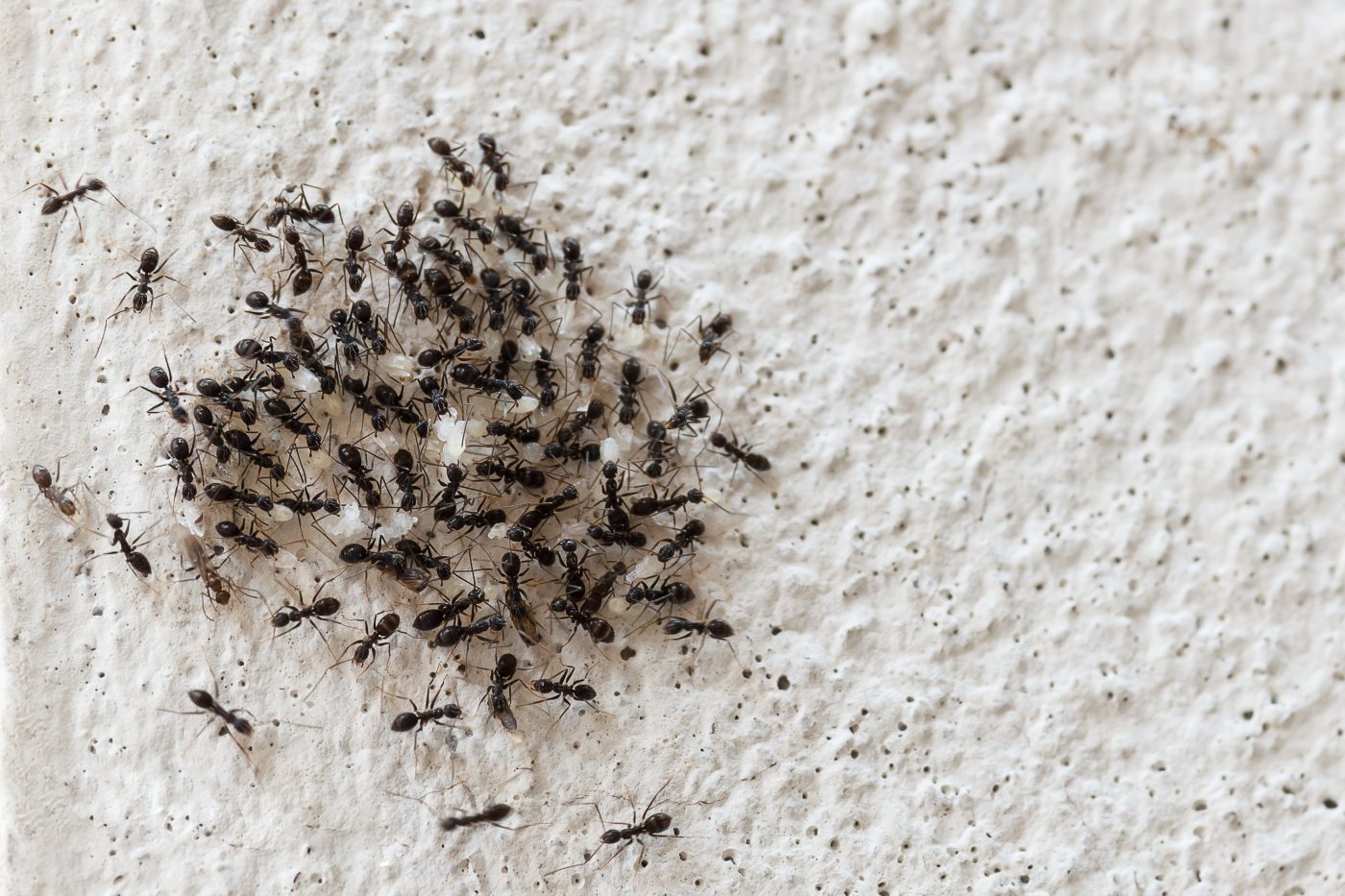 3 maneras simples y seguras para deshacerse de hormigas en casa