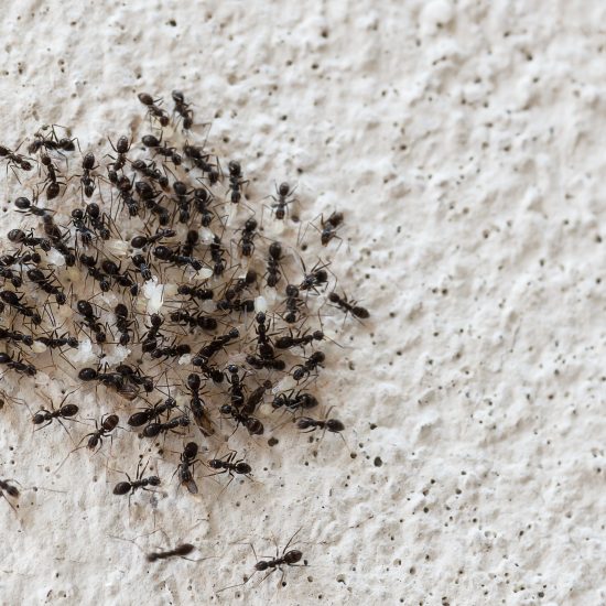 3 maneras simples y seguras para deshacerse de hormigas en casa