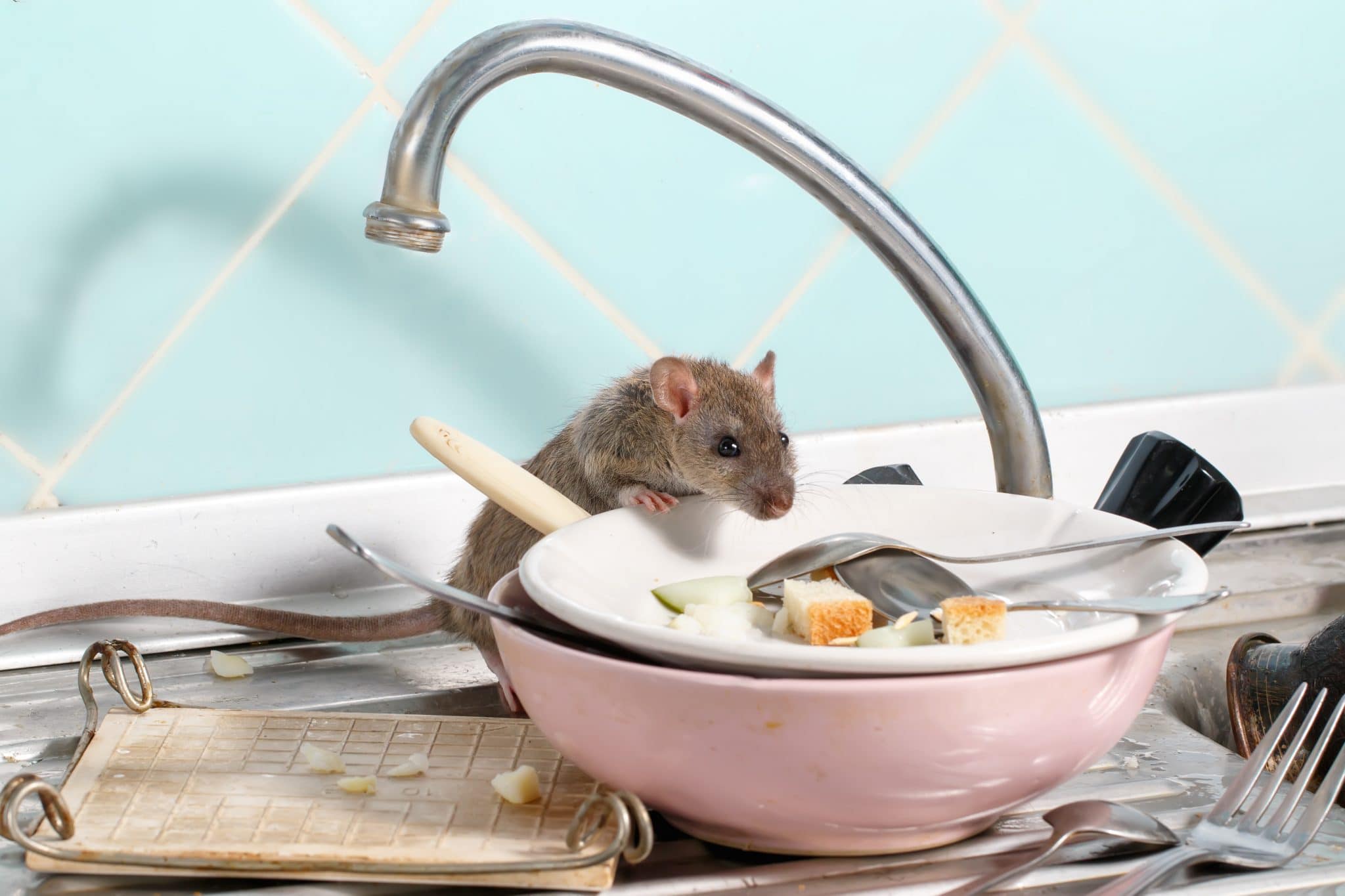 Construcciones: un potencial hogar para los ratones. - Rentokil Blog